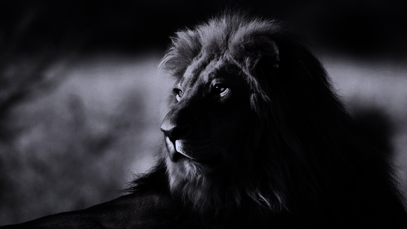 Царь зверей обои