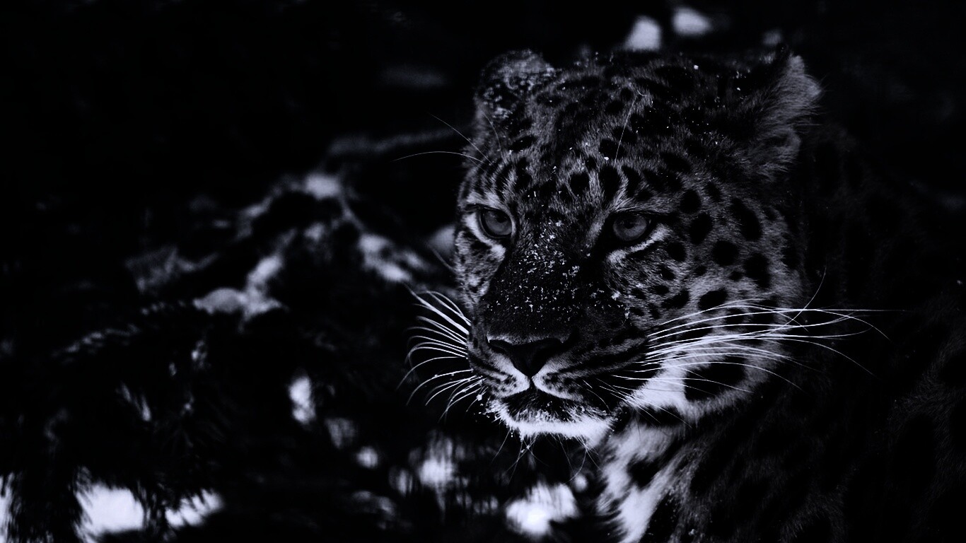 Леопард у заснеженной ели обои