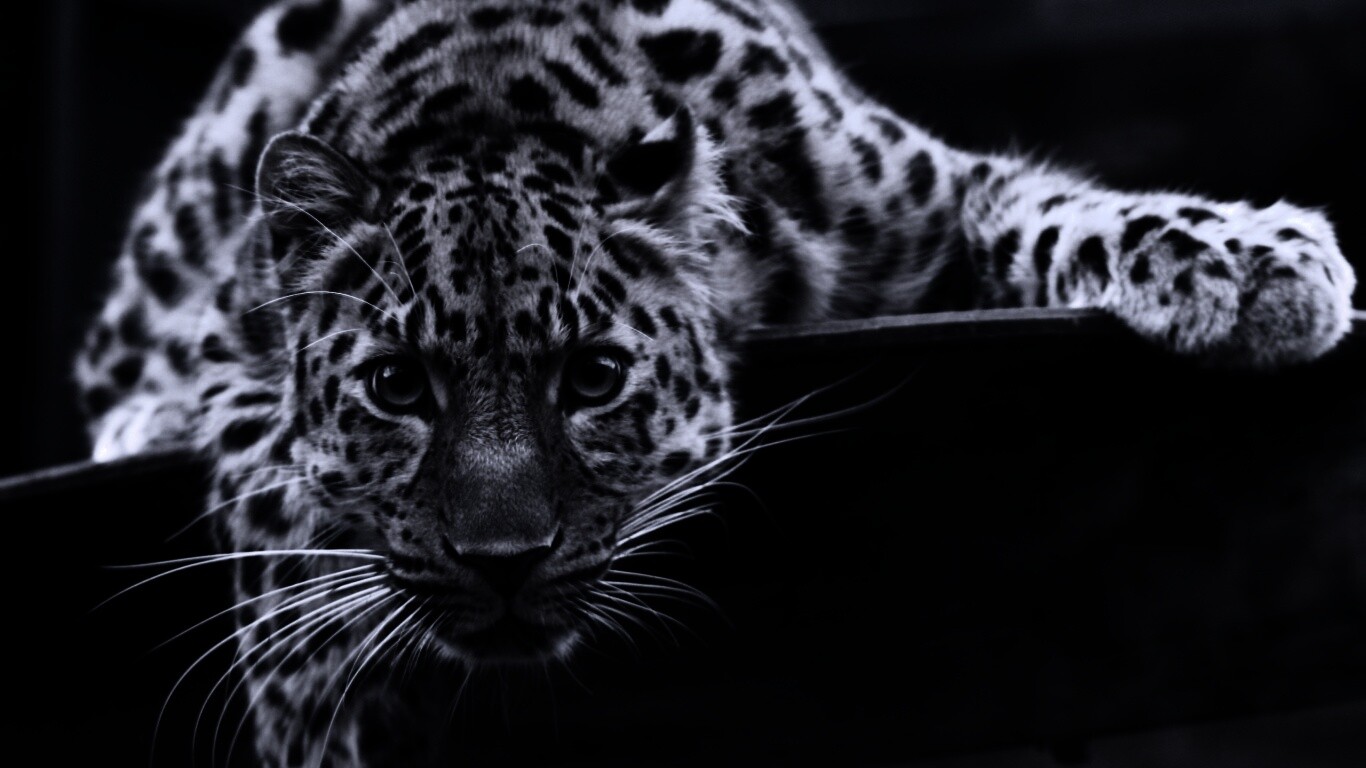 Леопард в зоопарке обои