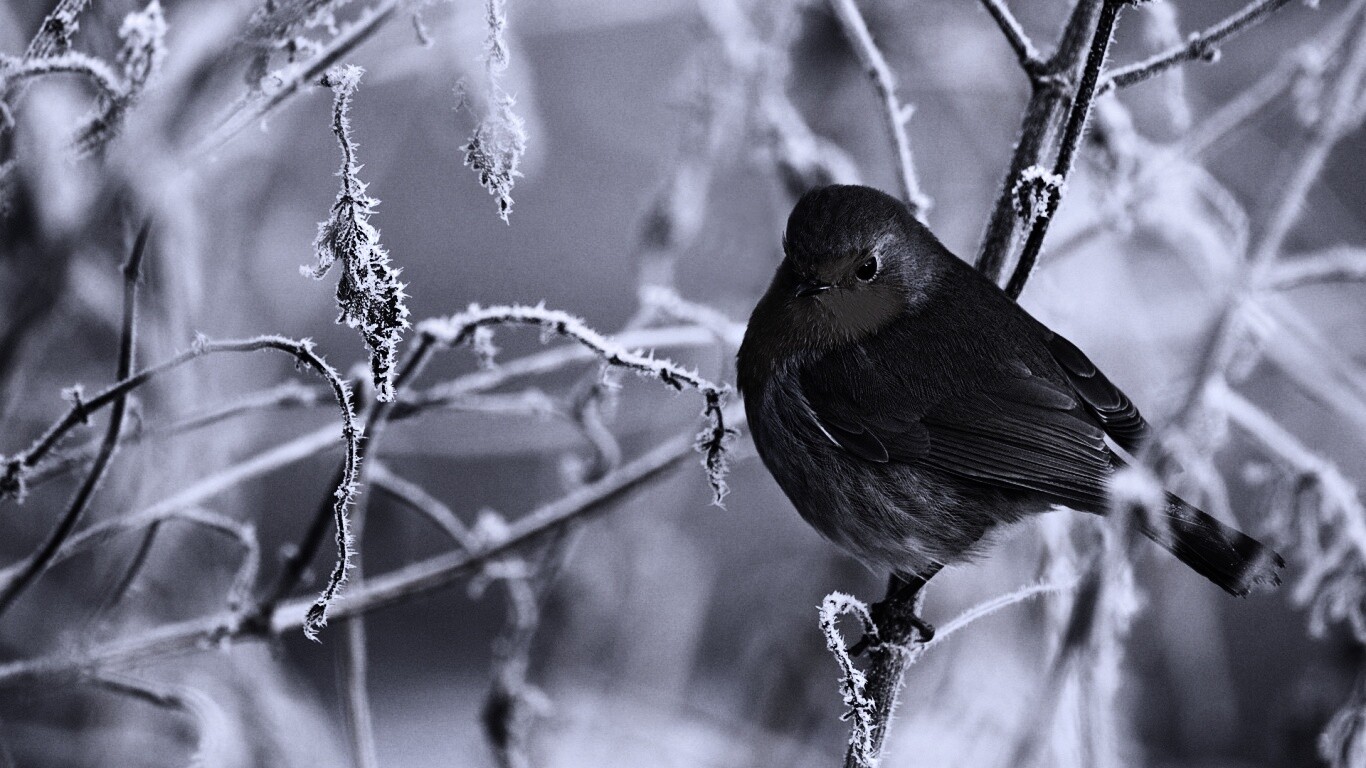 Птичка на ветке обои