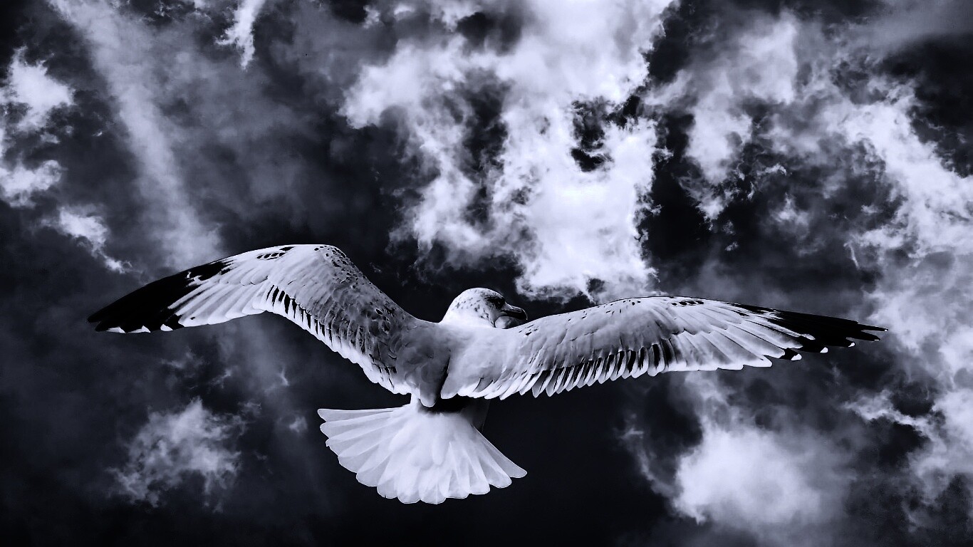 Гордая птица в полете обои