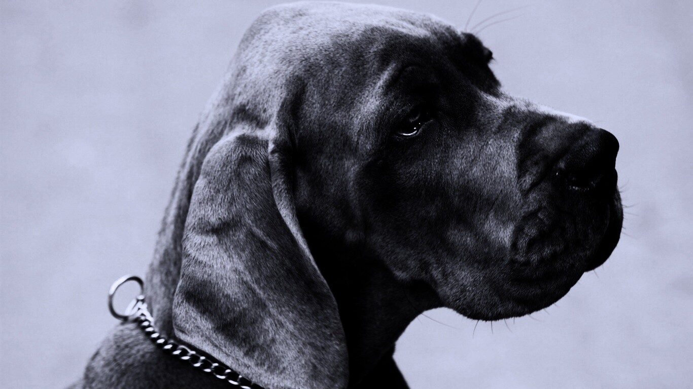 Грустная собака обои