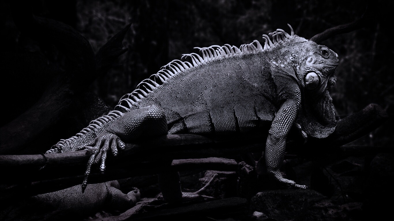 Большая игуана обои
