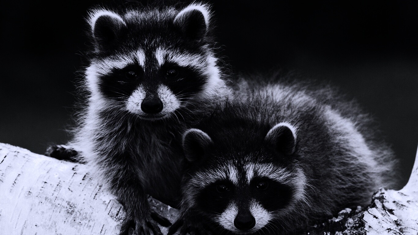 Полосатики обои