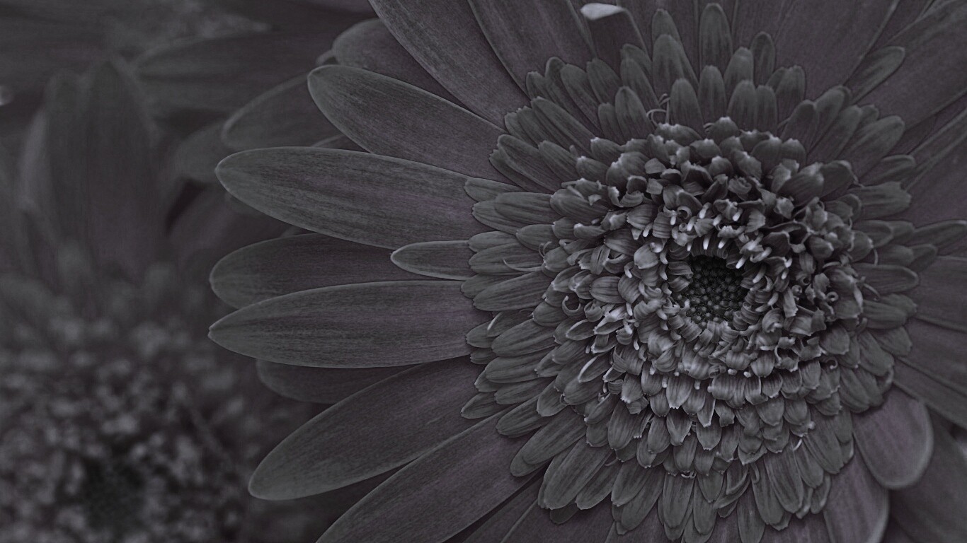 Большой оранжевый гербер обои