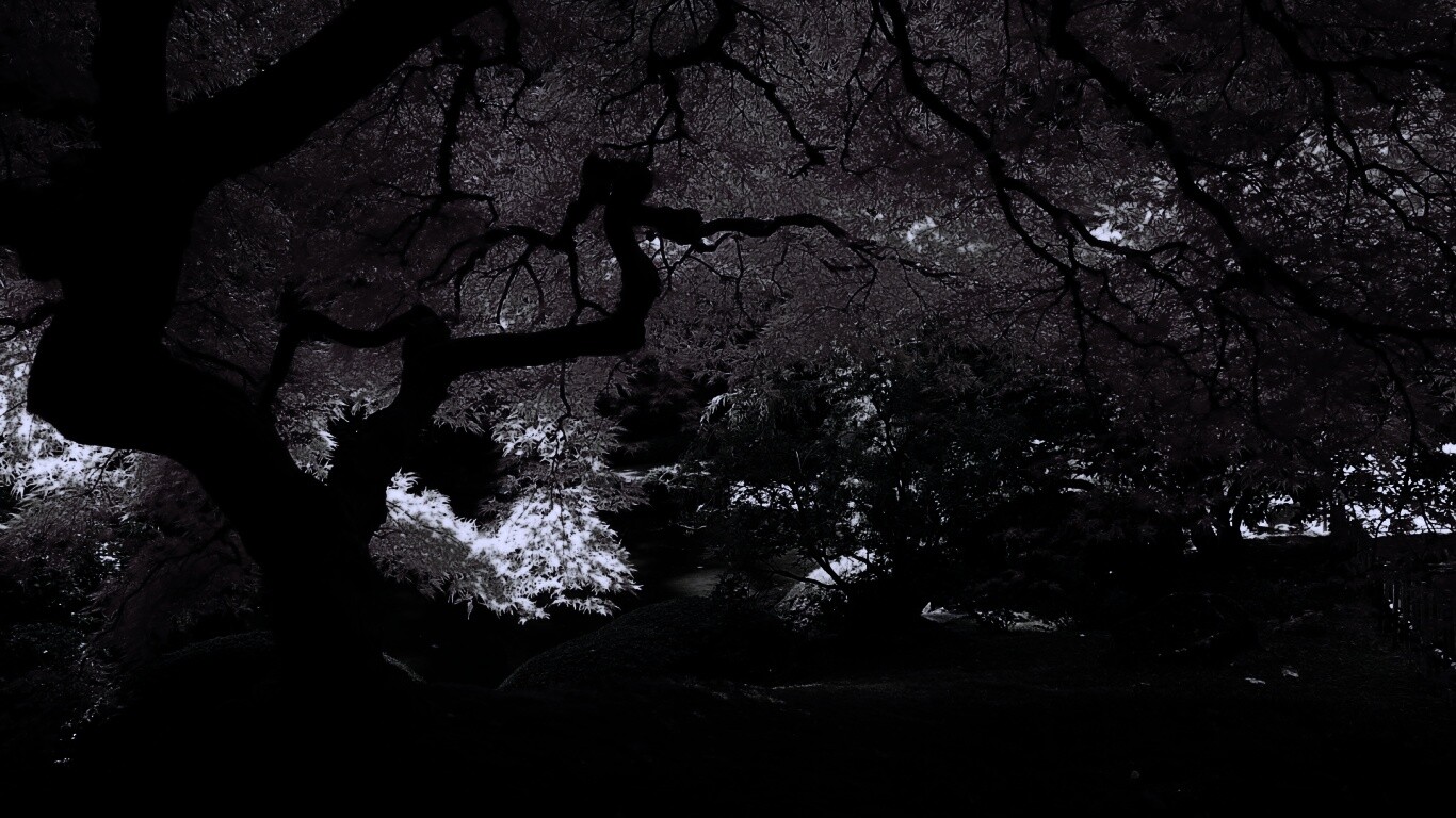 Под оранжевой кроной обои