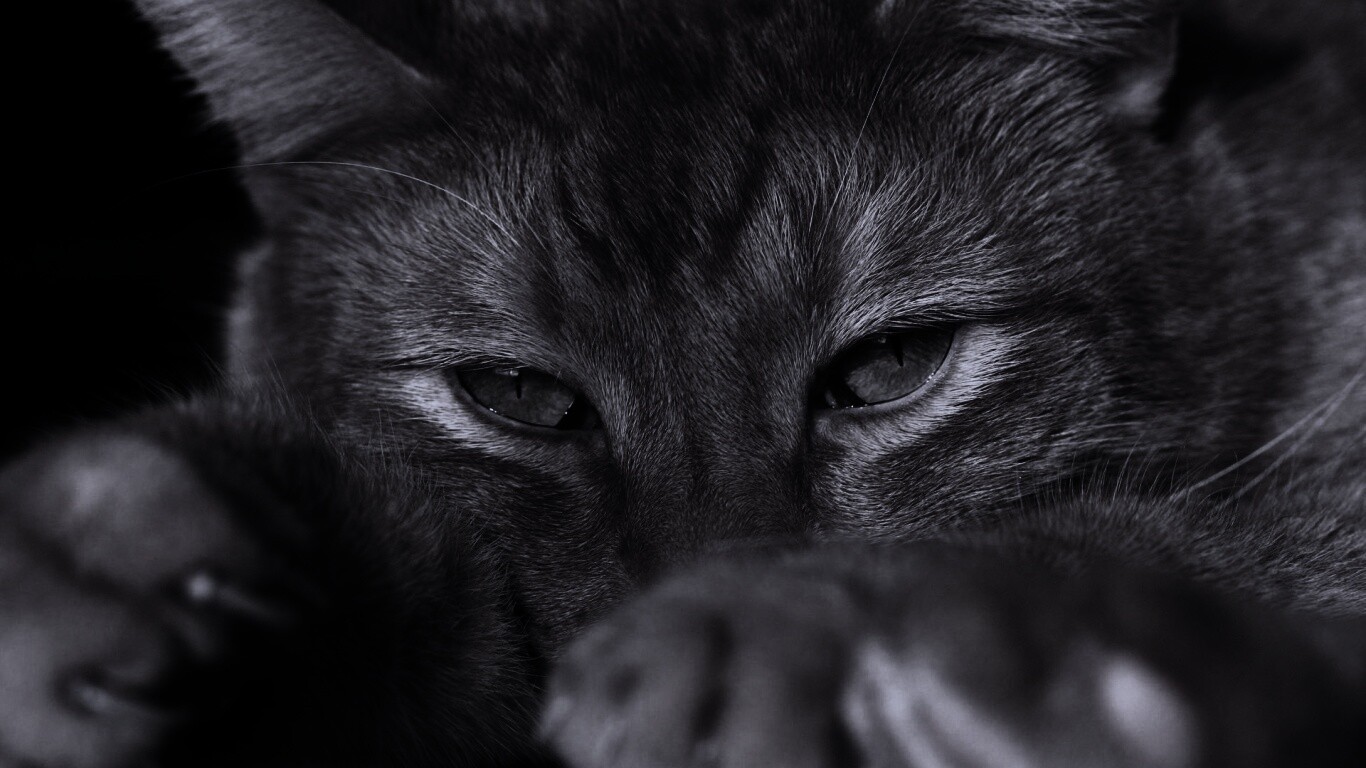 Рыжий котяра обои