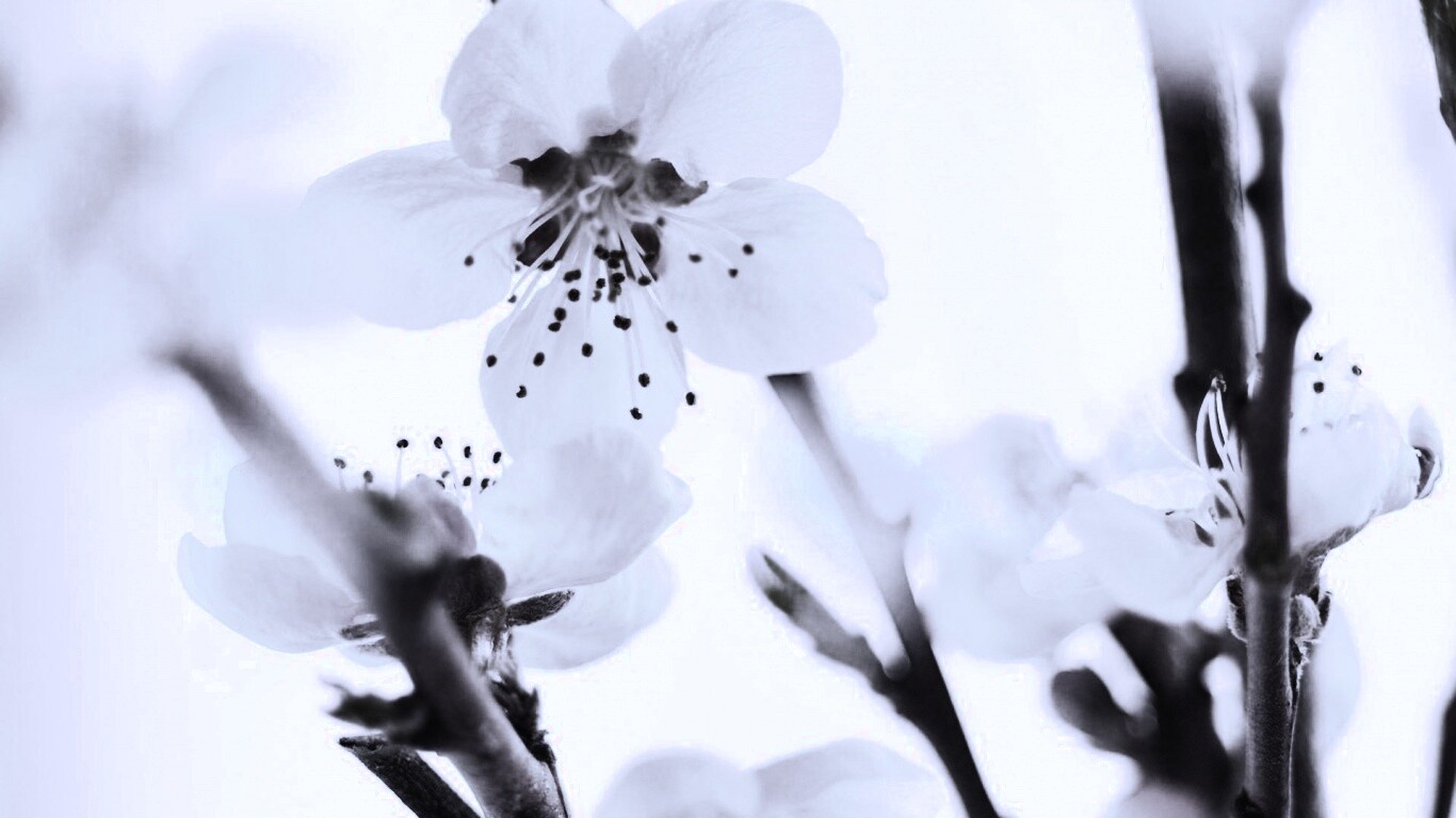 Нежные розовые цветы обои