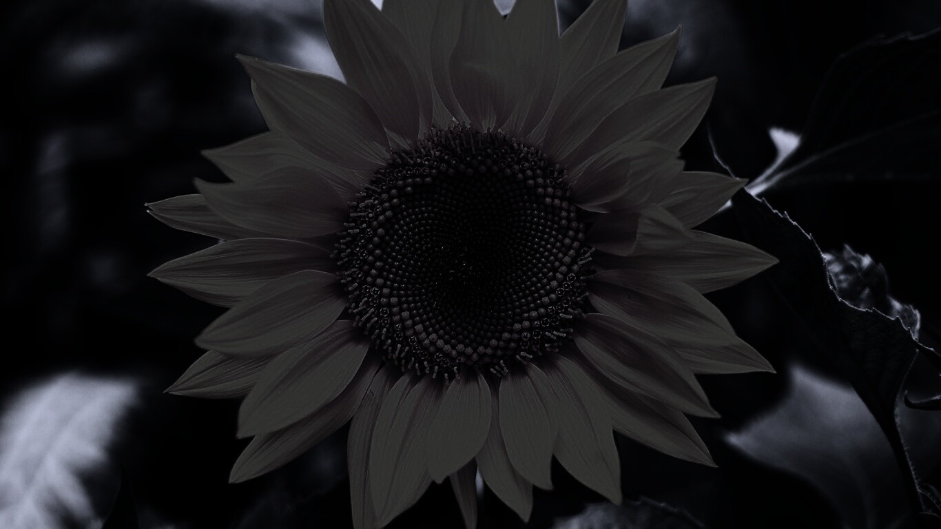 Подсолнух на поле обои