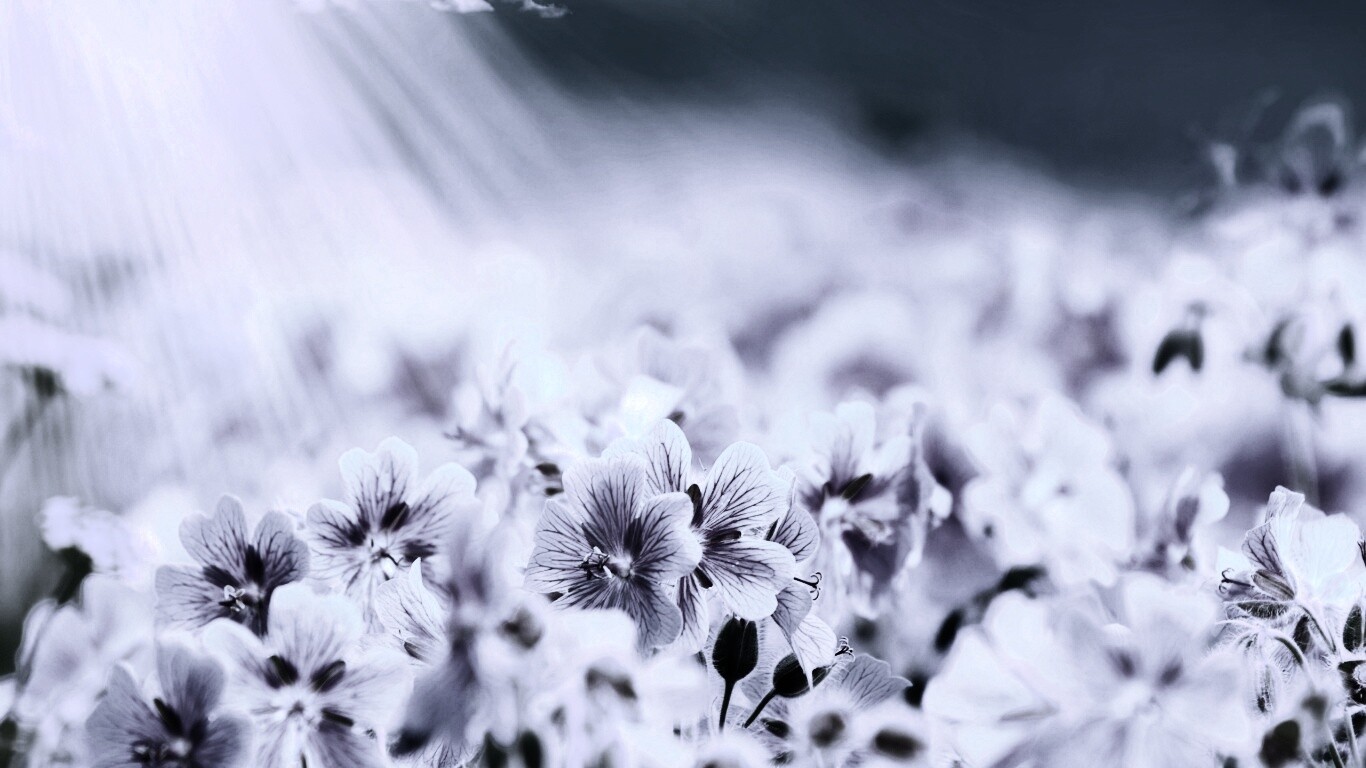 Цветочки обои