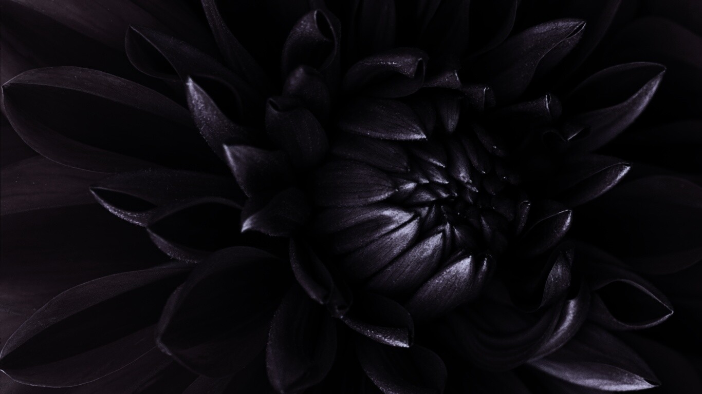 Цветок обои