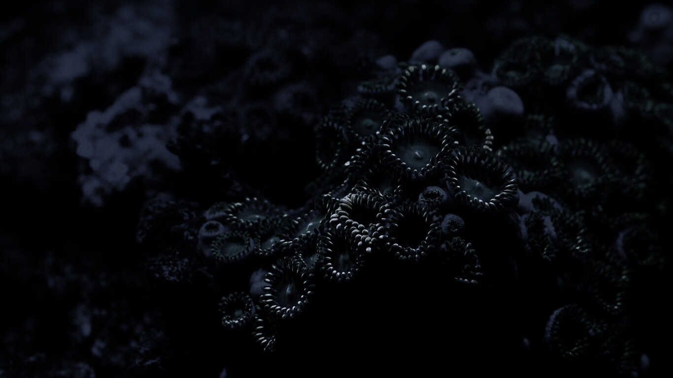 Морское дно обои