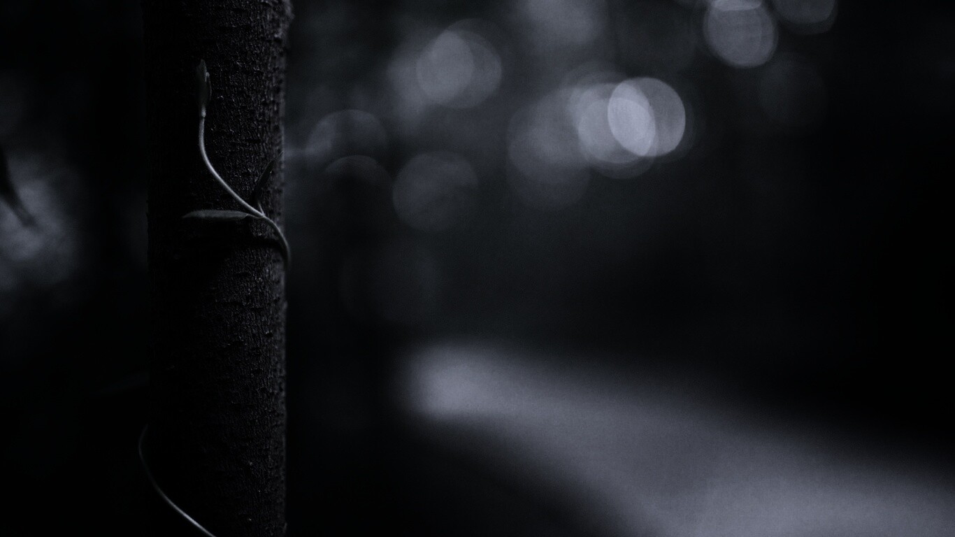 Стебелек на стволе деревца обои