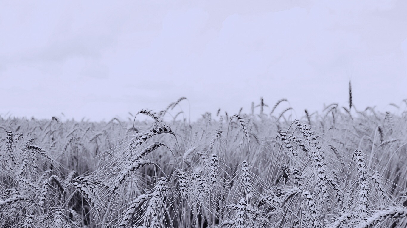 Поле колосьев обои