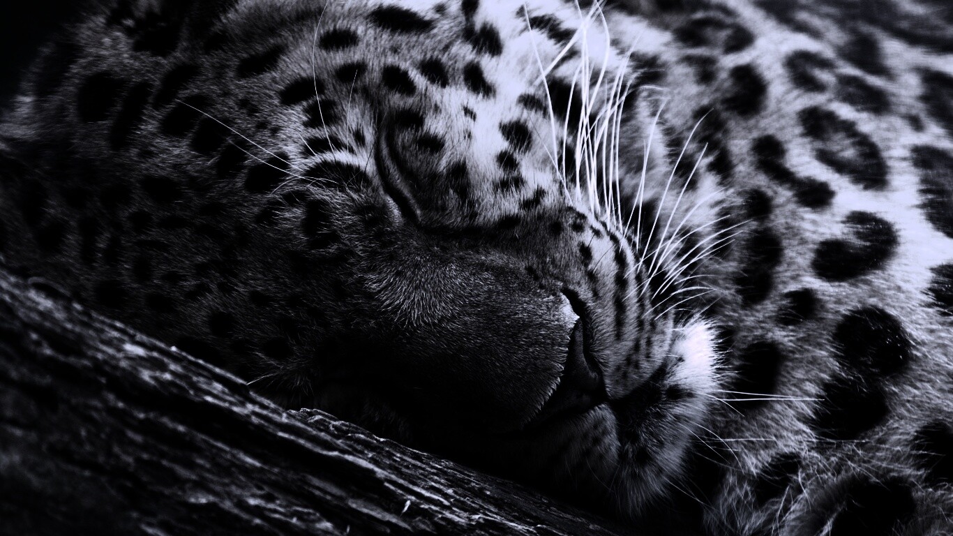 Спящий хищник обои