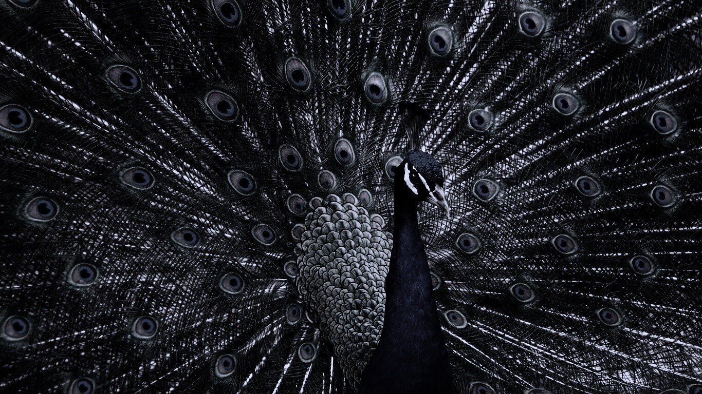 Красивый павлин обои