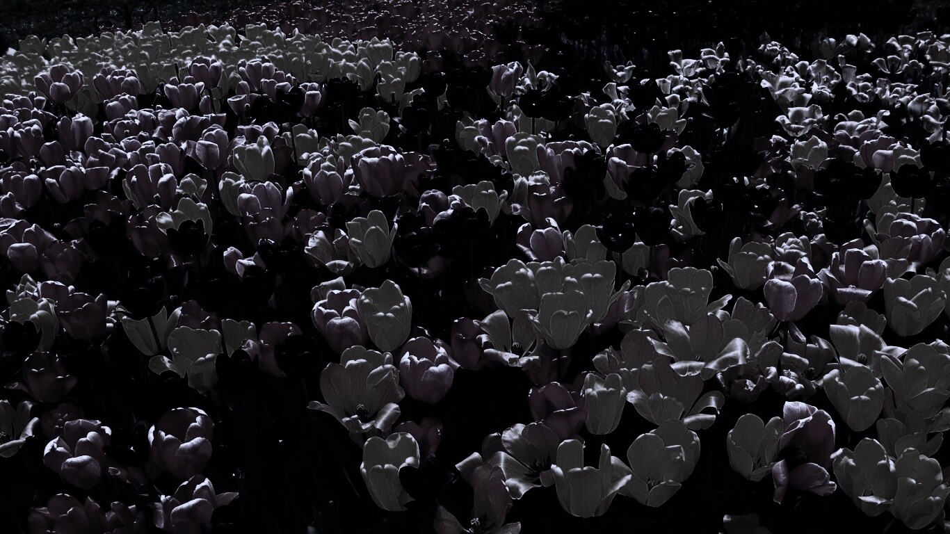 Поле тюльпанов обои