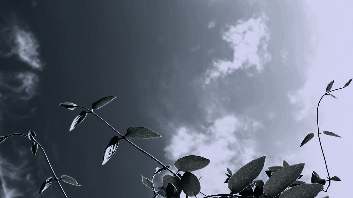 Зеленые ветви на фоне голубого неба обои