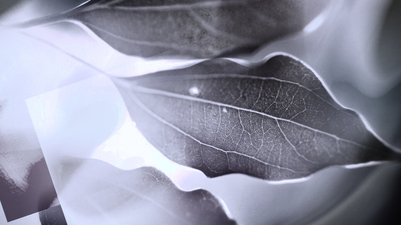 Радужные листья обои