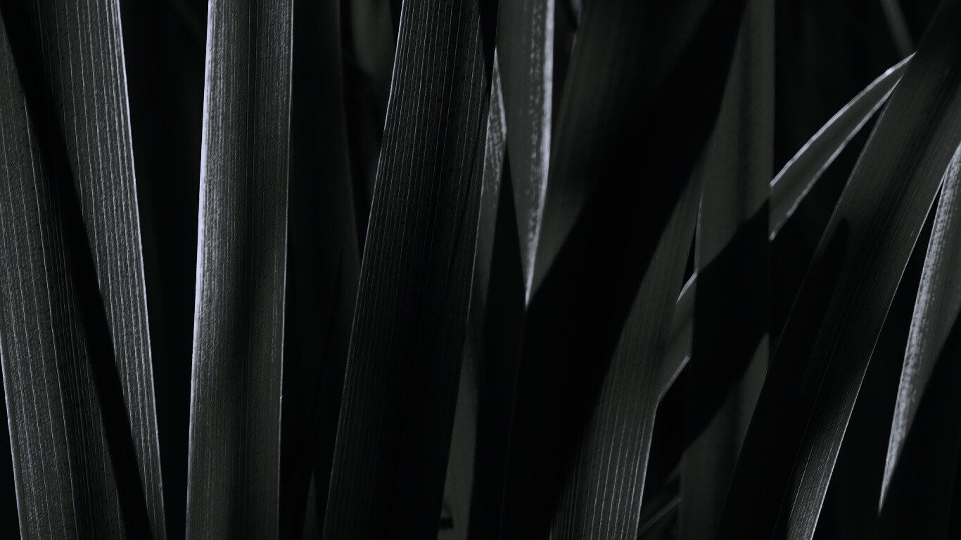 Стебли травы обои