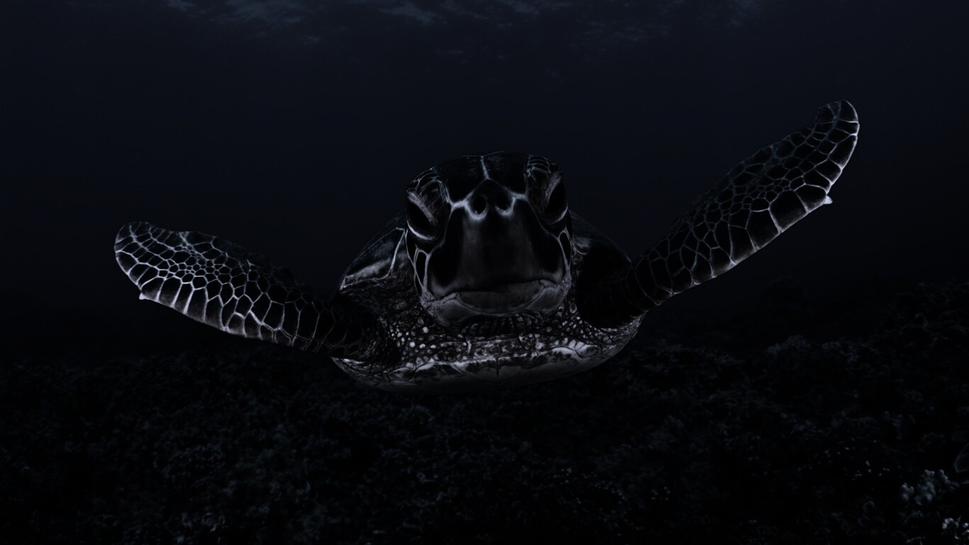 Морская черепаха обои