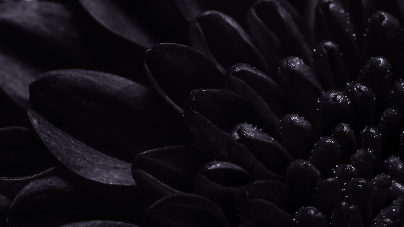 Лепестки хризантемы обои