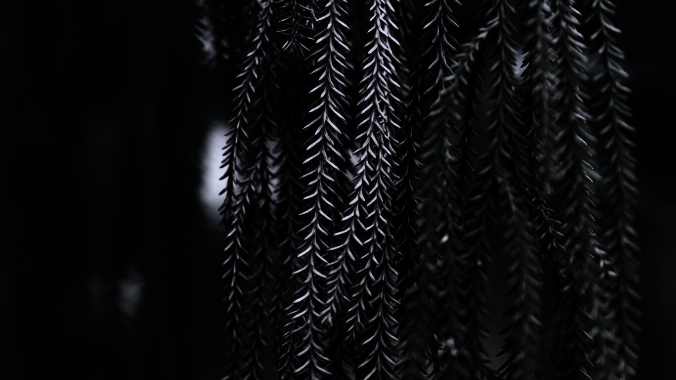 Зеленые колючки обои