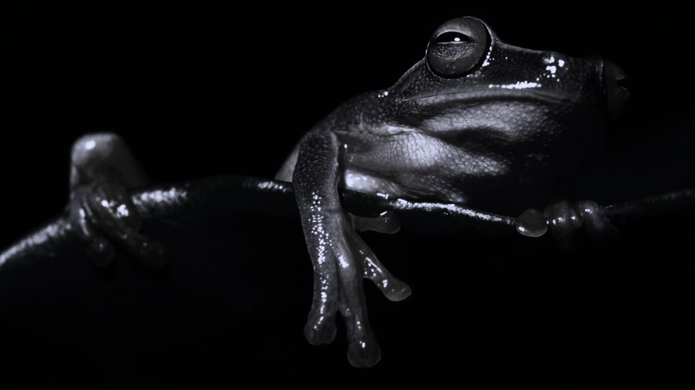 Лягушка на отдыхе обои