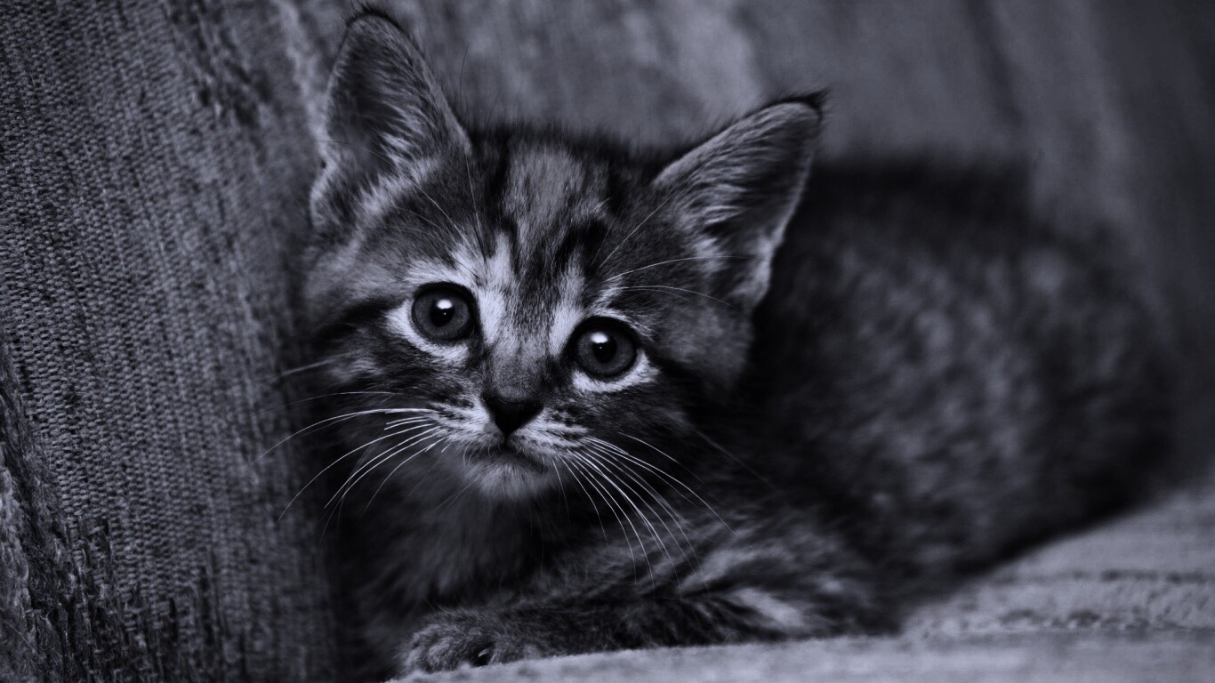 Милый маленький котенок обои