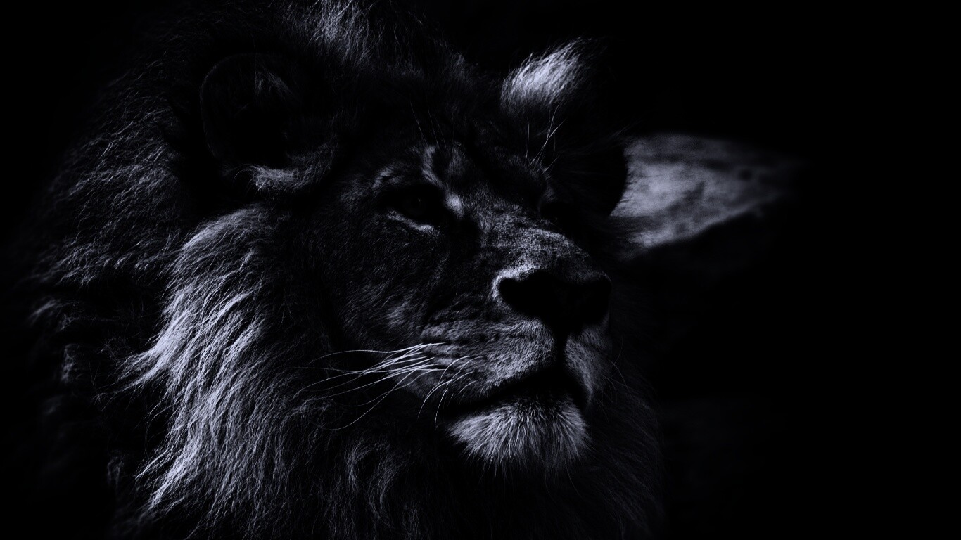 Гордый черно-белый лев обои