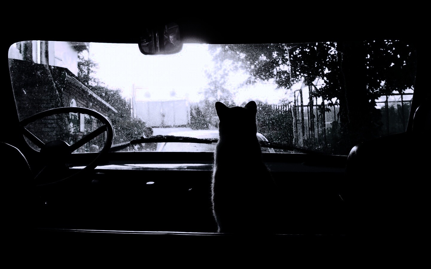 Кот навигатор обои