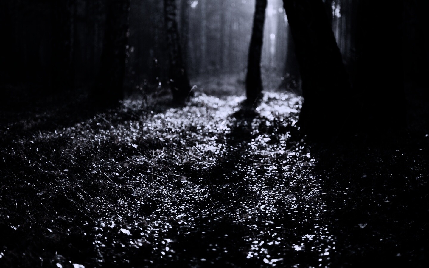 Лесная земля обои