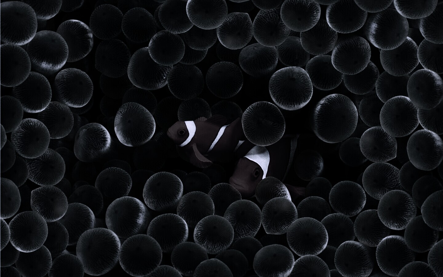 Рыбка клоун стандартные обои iPhone обои