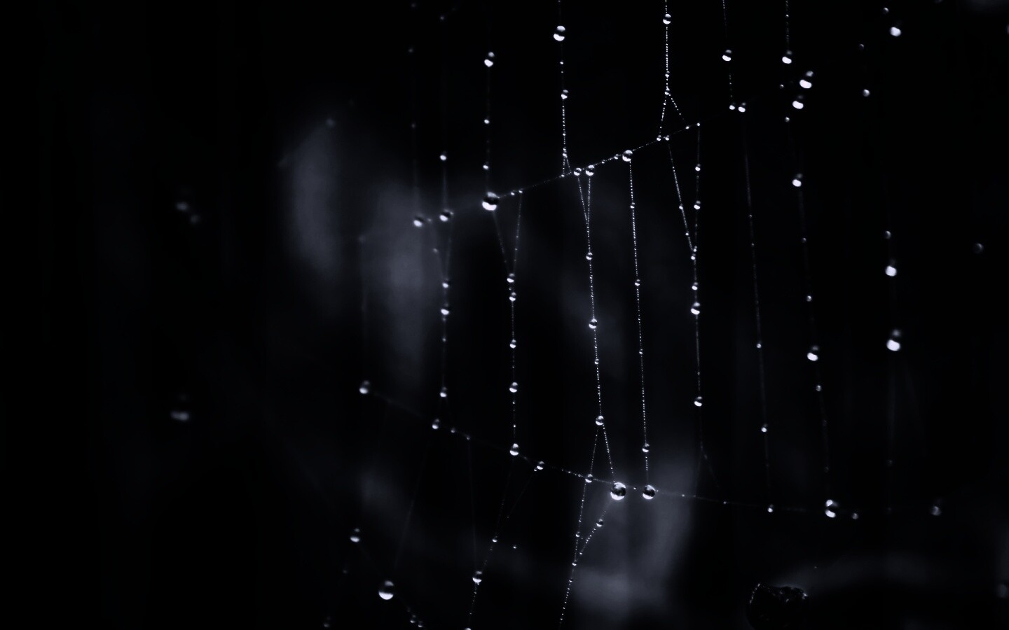 Роса на паутине обои