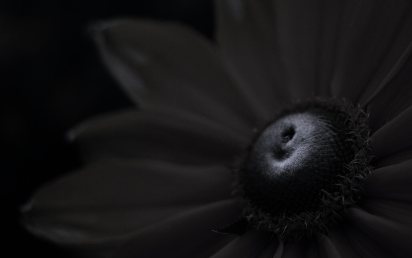 Недозрелый цветок подсолнечника обои