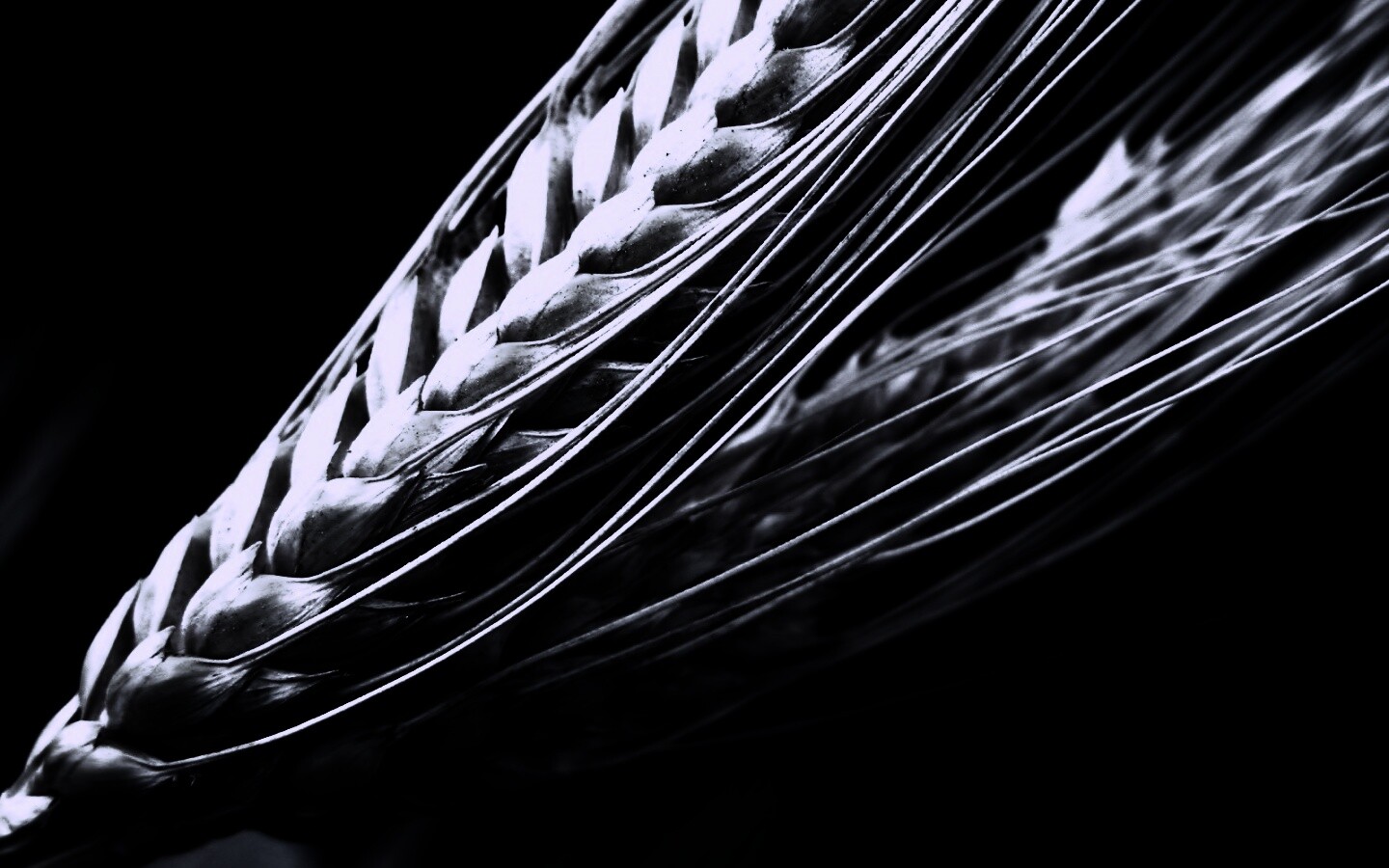 Пшеничный колос обои