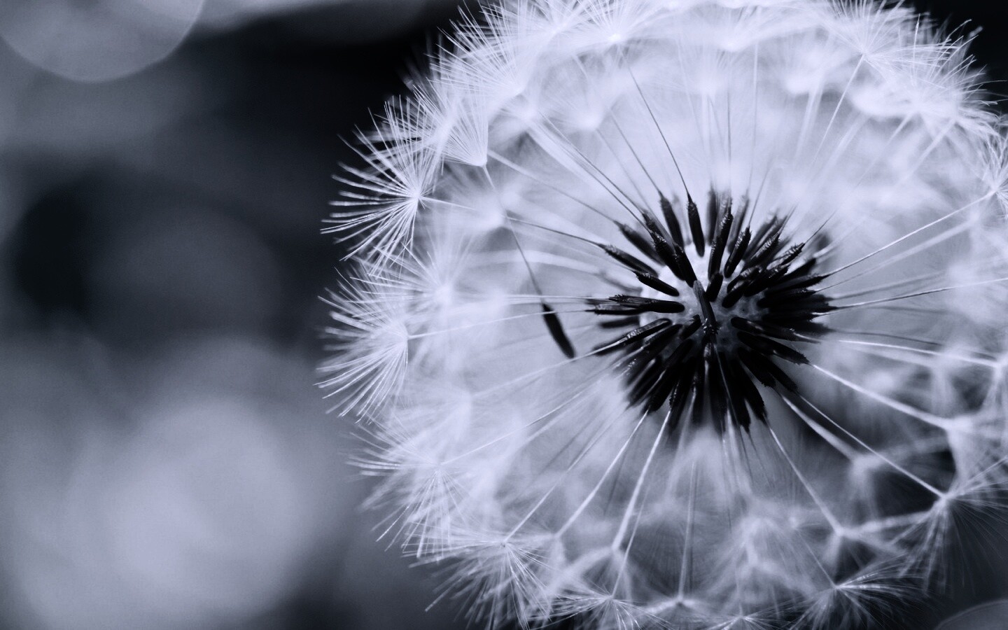 Макро фото одуванчика обои