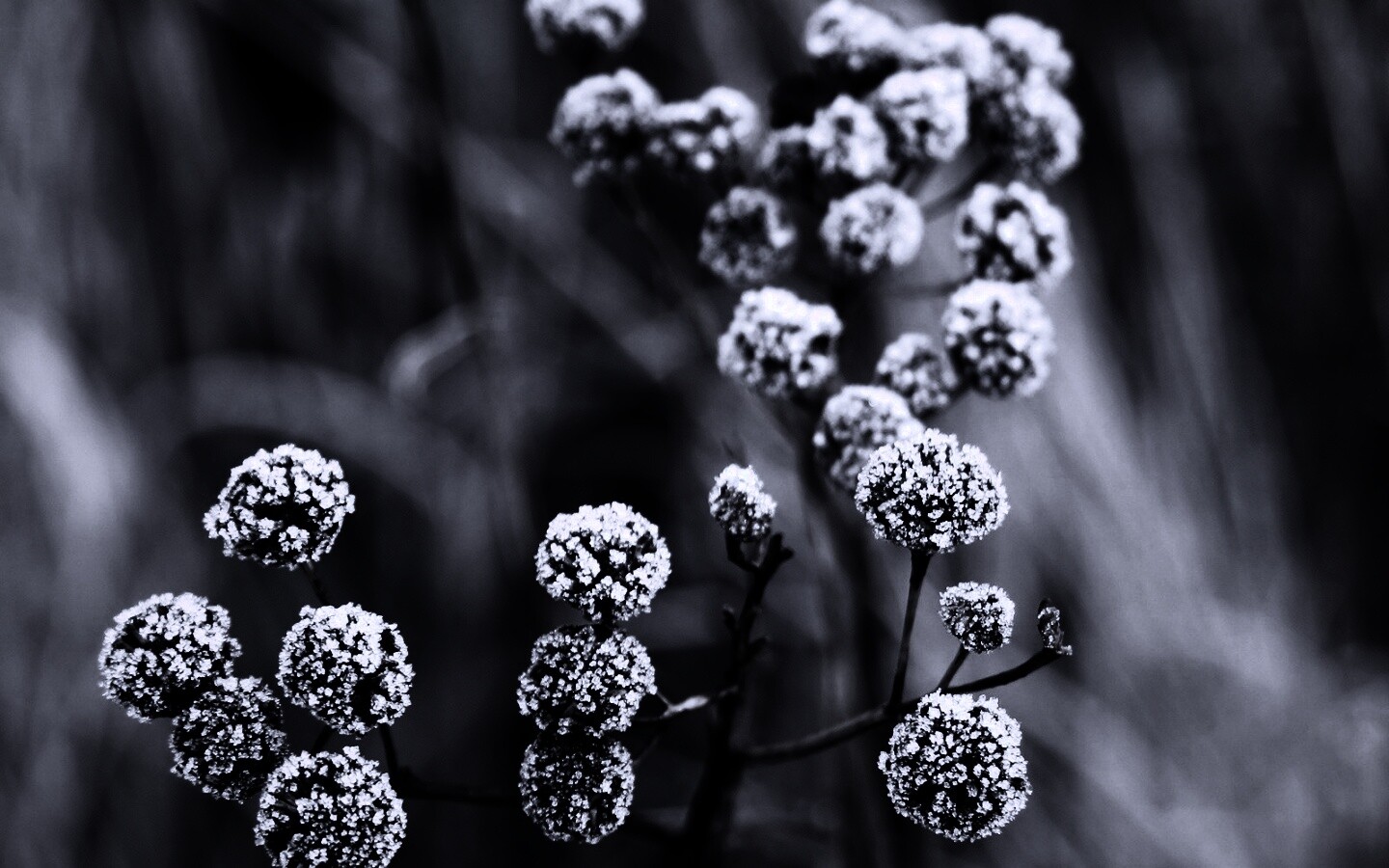 Иний на растении обои