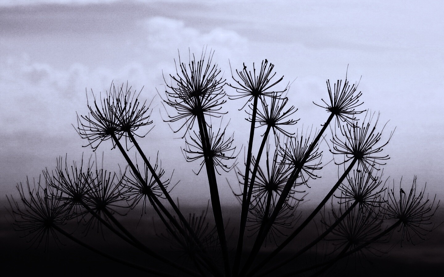 Зонтичное соцветие обои