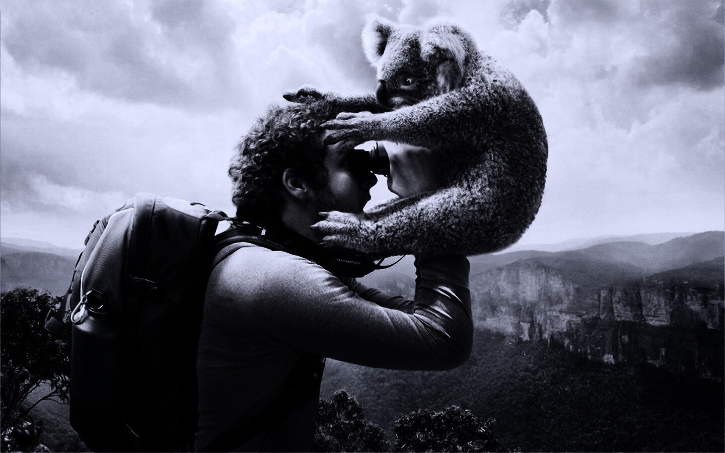 Коала ближе чем кажется обои