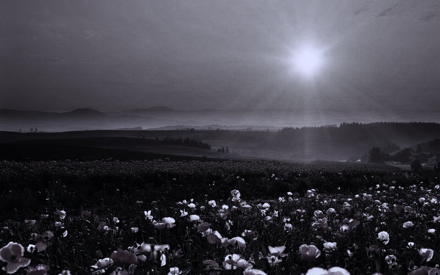 Цветущие поля обои