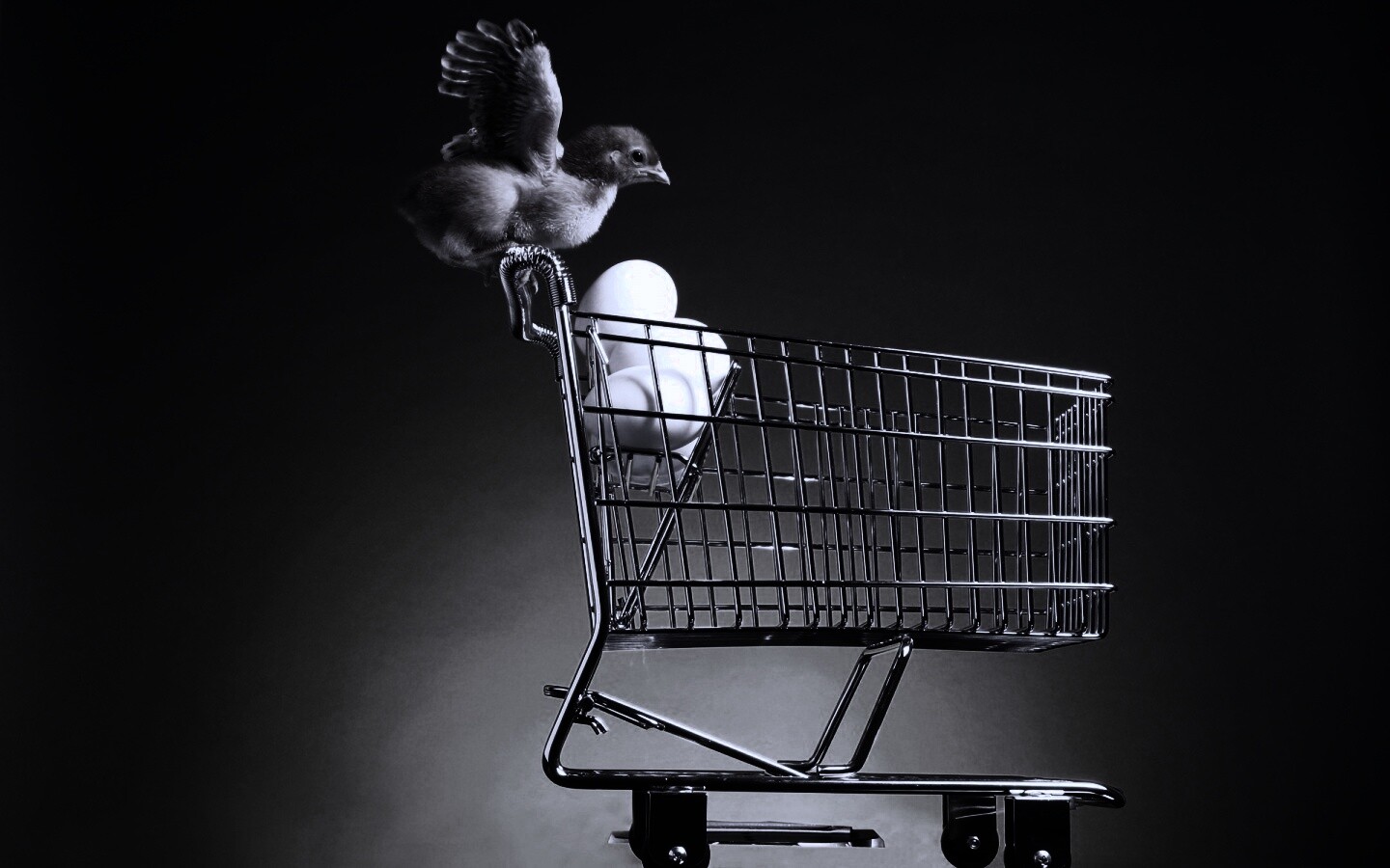 Цыплёнок покупает яйца обои