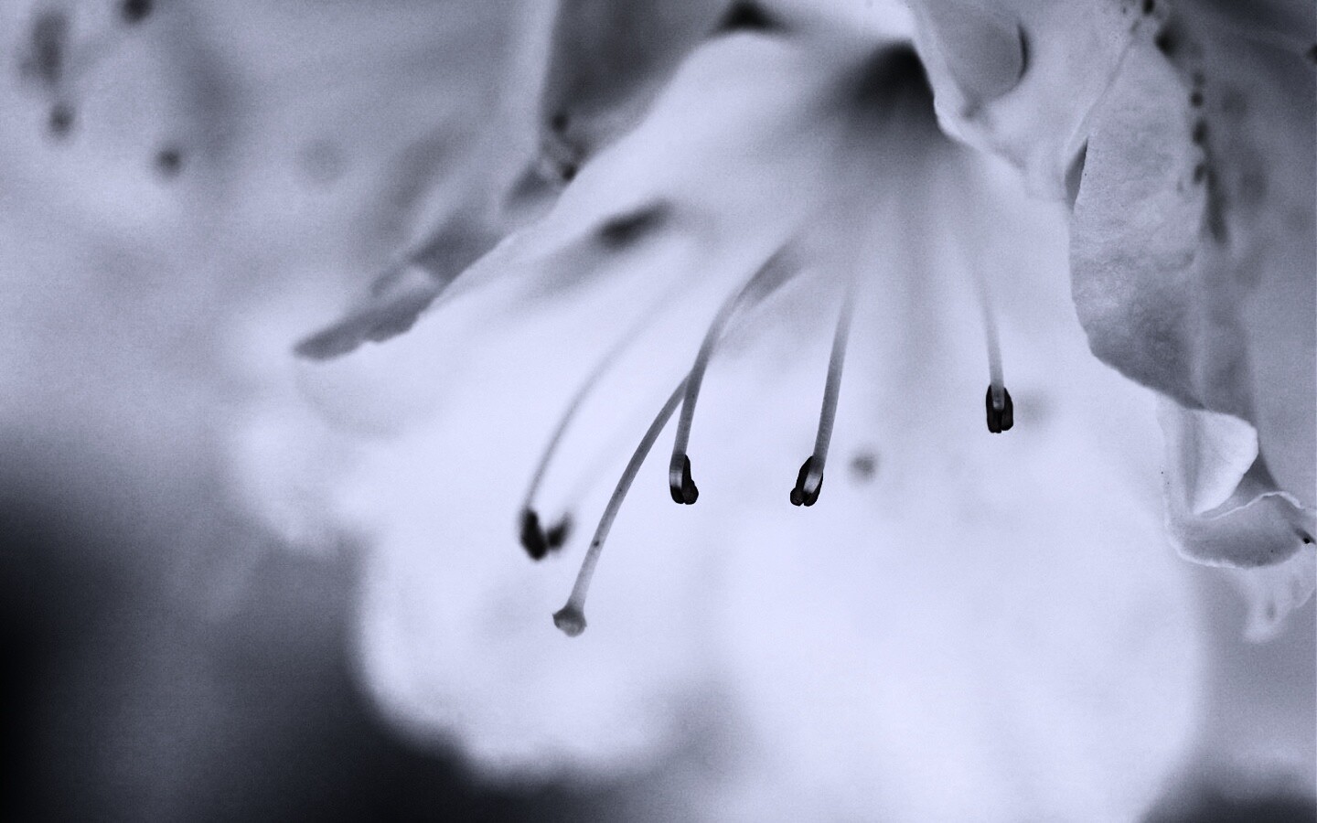 Цветок орхидеи обои