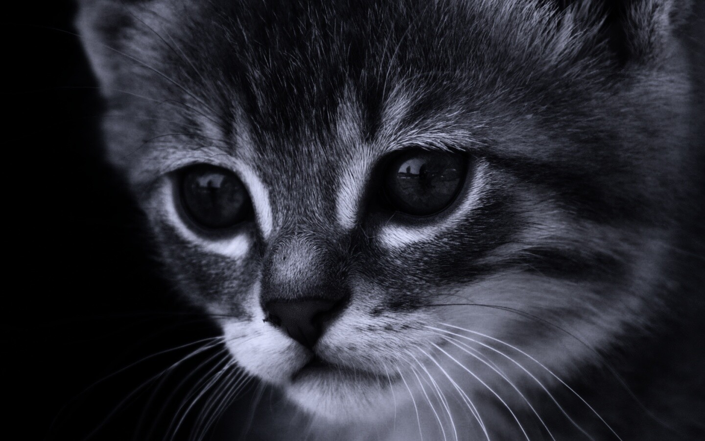 Мордочка котёнка обои