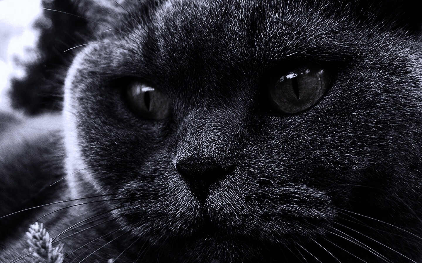 Кот с оранжевыми глазами обои