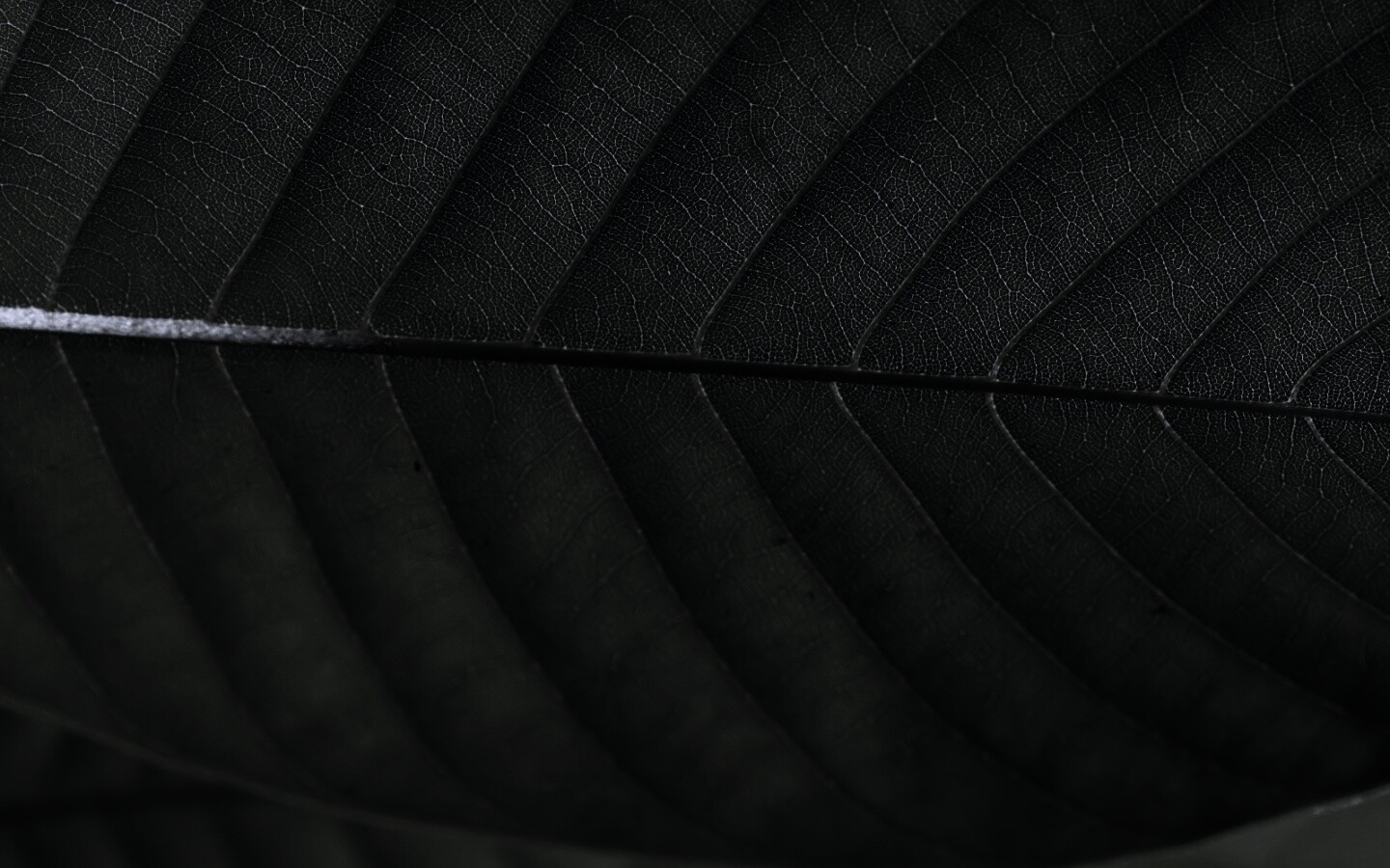 Листик обои