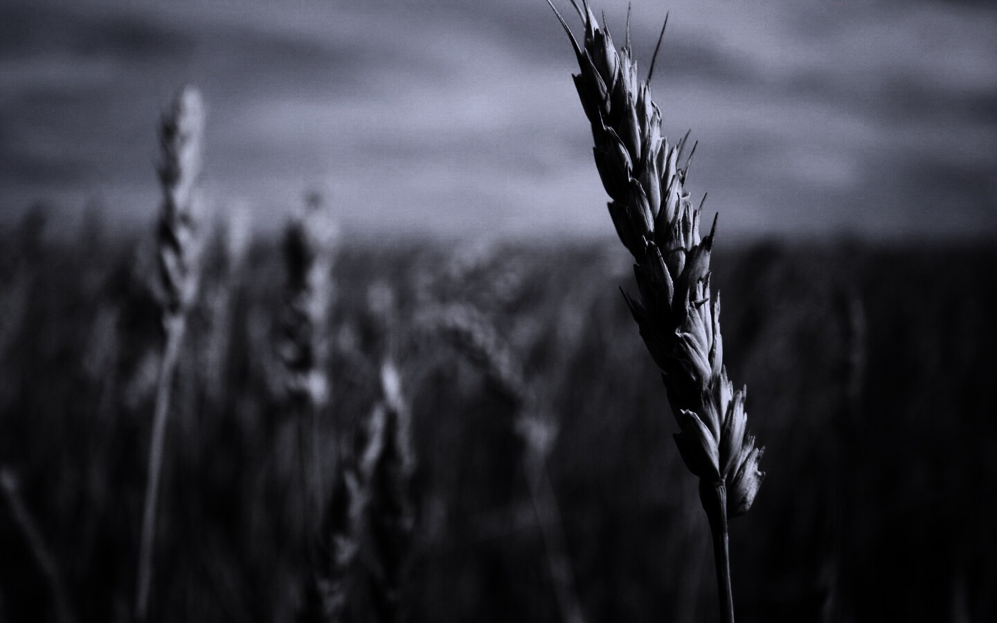 Колосок обои