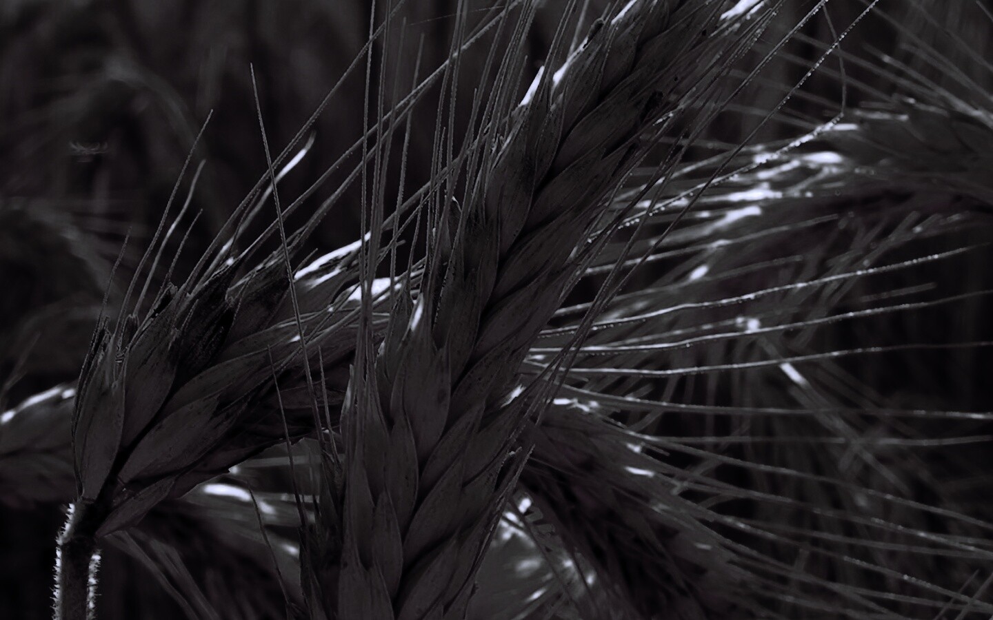 Зреющий колос обои