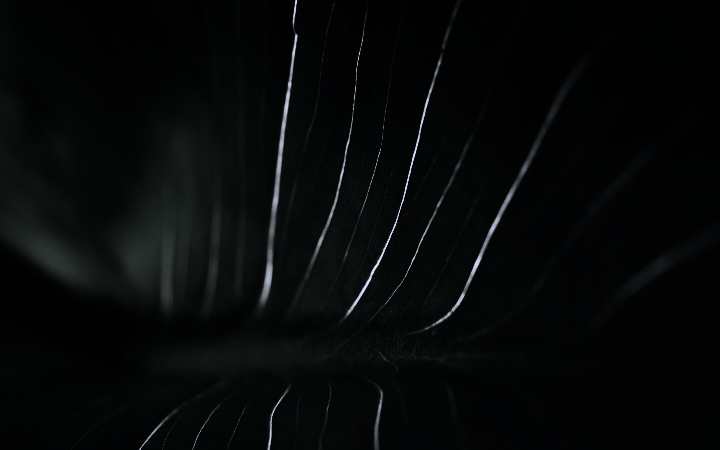 Широкий лист обои