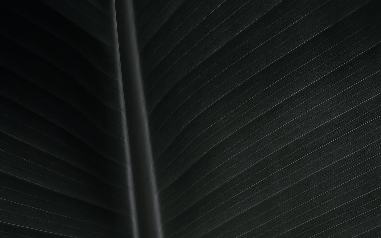 Желтый черенок листа обои